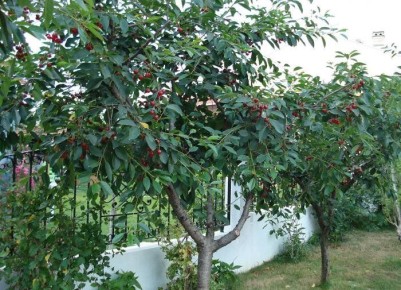 ��� ���������� �������� �������� ������� �� ���� �������