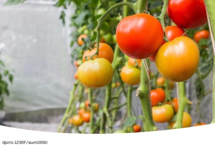 ��� ��������� �������� � �������: ������� ������ ��� ��������� �����������