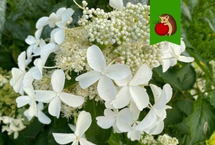 ���� ��������������� ������� ��� ���������: � ��� �� ����� ������ ������