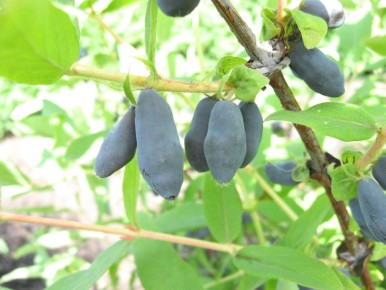 ��, ��� ����� ����� � ����������� ���������