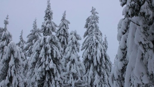 ������� �� 20 ����������� ��������� � �����