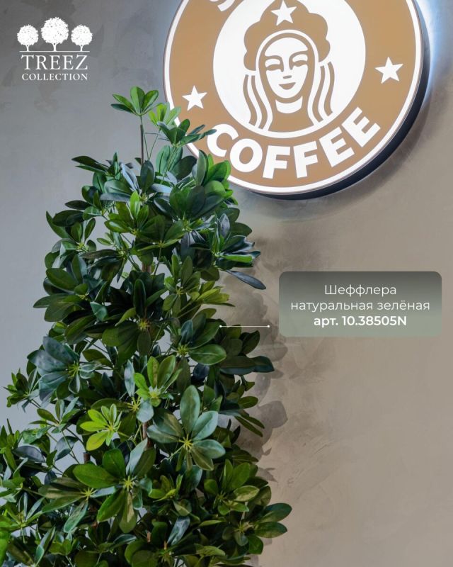 ������� �����������: ��� ���� Stars Coffee �������� ���� � TREEZ
