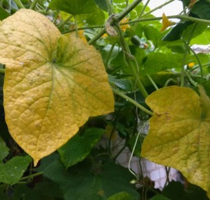 ������ ��� ��������: ����������� ������ ���������