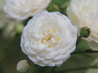 ��� ����������� ����� � ������� ��������: ������� �������� �����