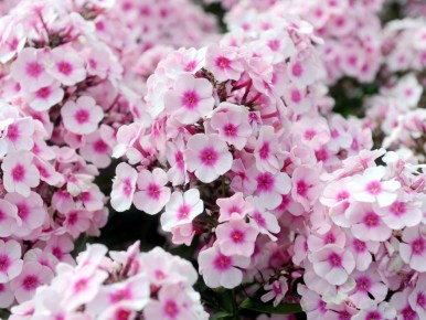 ��� ����� ����� ���������� �����������: ������� � ���������-����������� ������ ����