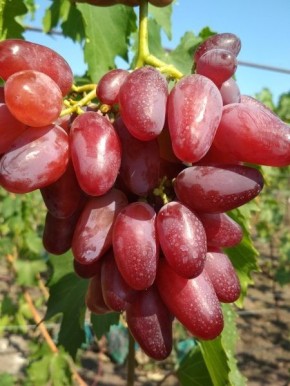 �������� ���������: ������� ����� � ������������ ���� ��� ������ �����