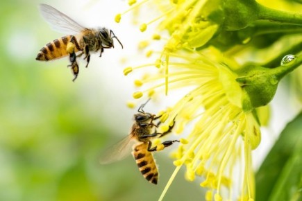 ������� �������: ��� ����� ���������� ������ � ������