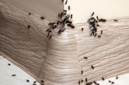 ��� ���������� �� ��������: �������� ������ � ������