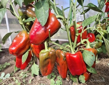 ������� �������� ������� ������� ������ � ����������