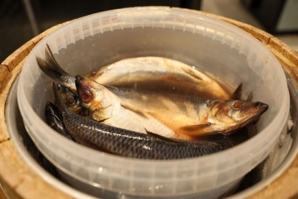 ������� �� �������� ��������: ����� ���� ��� ����� �������� � ������