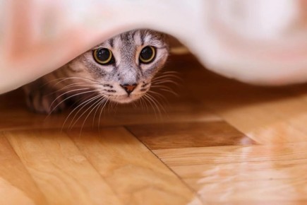 5 ��������� ��������, ��� ��� ��� ���������� ������