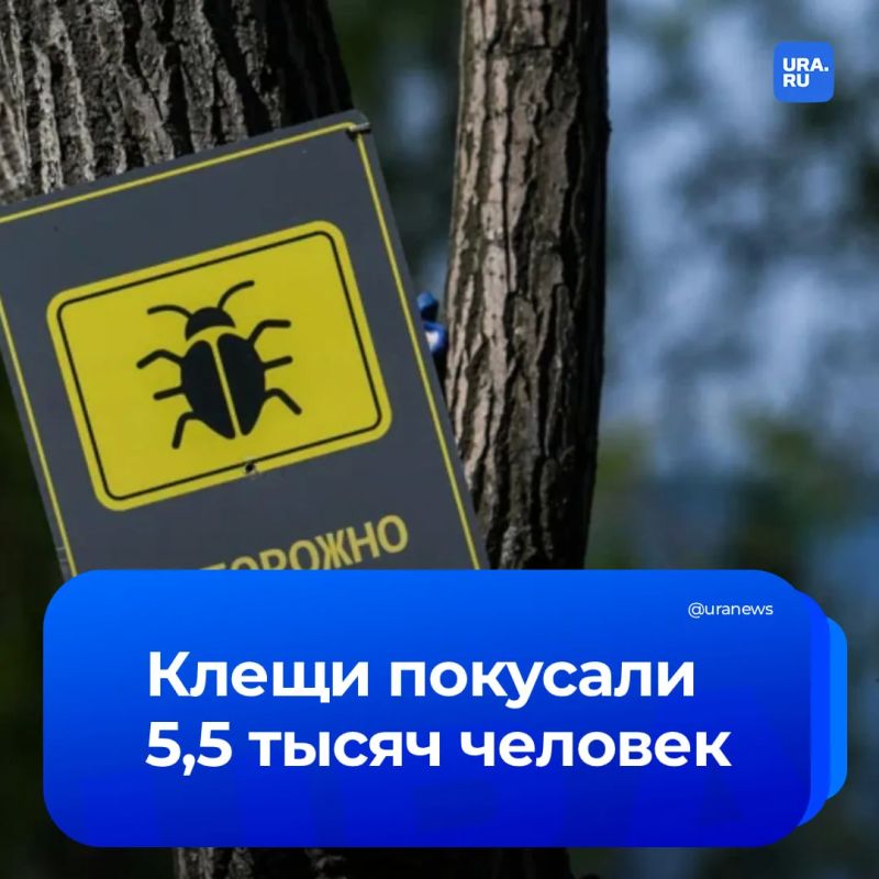 Половина заражена болезнью Лайма: клещи покусали более 5,5 тысяч пермяков