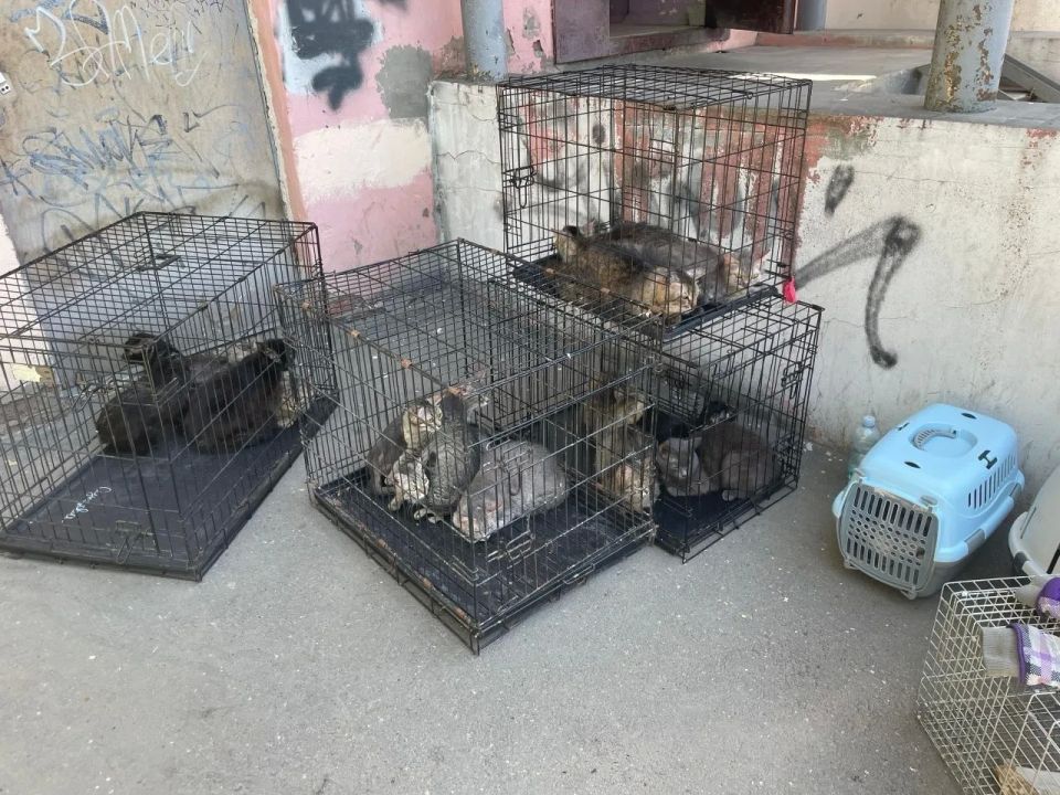 Полная жесть в соседней Удмуртии: волонтёры спасли 112 кошек из квартиры в Ижевске Полная жесть в соседней Удмуртии: волонтёры спасли 112 кошек из квартиры в Ижевске