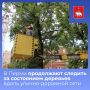 Осмотр, обрезка и замена - пермские деревья проходят контроль дважды в год