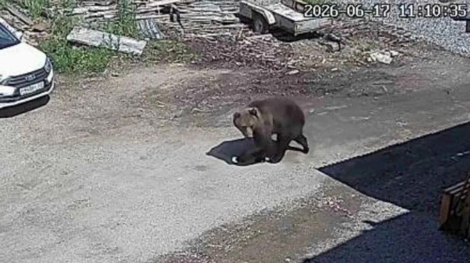 В связи с угрозой жизни жителей Гремячинска из-за медведя, выпушен приказ о регулировании численности медведей в округе, рассказали v-kurse.ru в Минприроды