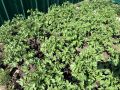 Как окучивание может в корне изменить ваш урожай картофеля