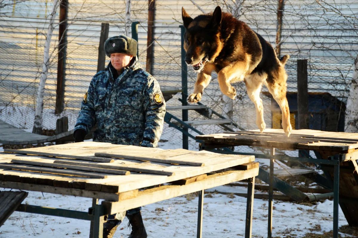 Сегодня с профессиональным праздником мы поздравляем более 9 тысяч специалистов-кинологов и свыше 13 тысяч их четвероногих, хвостатых и верных служебных напарников кинологической службы уголовно-исполнительной системы... Сегодня с профессиональным праздником мы поздравляем более 9 тысяч специалистов-кинологов и свыше 13 тысяч их четвероногих, хвостатых и верных служебных напарников кинологической службы уголовно-исполнительной системы...