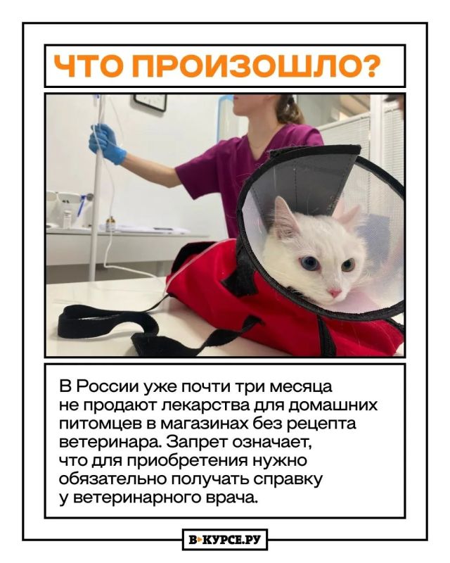 Животная бюрократия: как переход на продажу ветпрепаратов по рецепту сказался на пермском бизнесе и какое мнение у пермяков Животная бюрократия: как переход на продажу ветпрепаратов по рецепту сказался на пермском бизнесе и какое мнение у пермяков