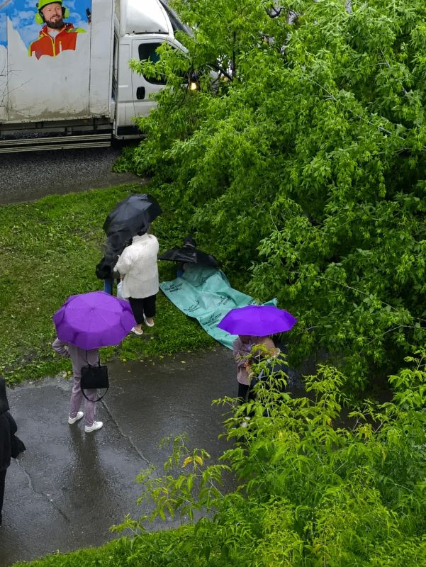 Упавшим деревом придавило ребенка во дворе дома на улице Крисанова, 5
