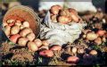 Умные секреты для успешного выращивания картофеля на вашем огороде