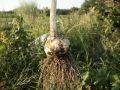 Как правильно подкармливать чеснок в июне для превосходного урожая