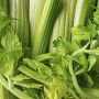 Как вырастить здоровый сельдерей: советы для успешной рассады