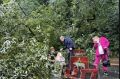 В Перми женщина пострадала от упавшего дерева на улице Соликамской