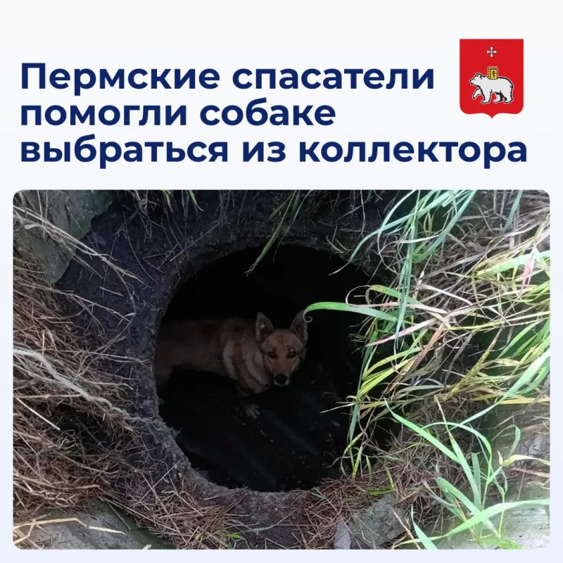 Пермские спасатели помогли собаке выбраться из коллектора
