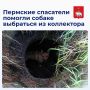 Пермские спасатели помогли собаке выбраться из коллектора