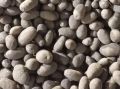 Новгородский семенной картофель готовится к посеву на полях