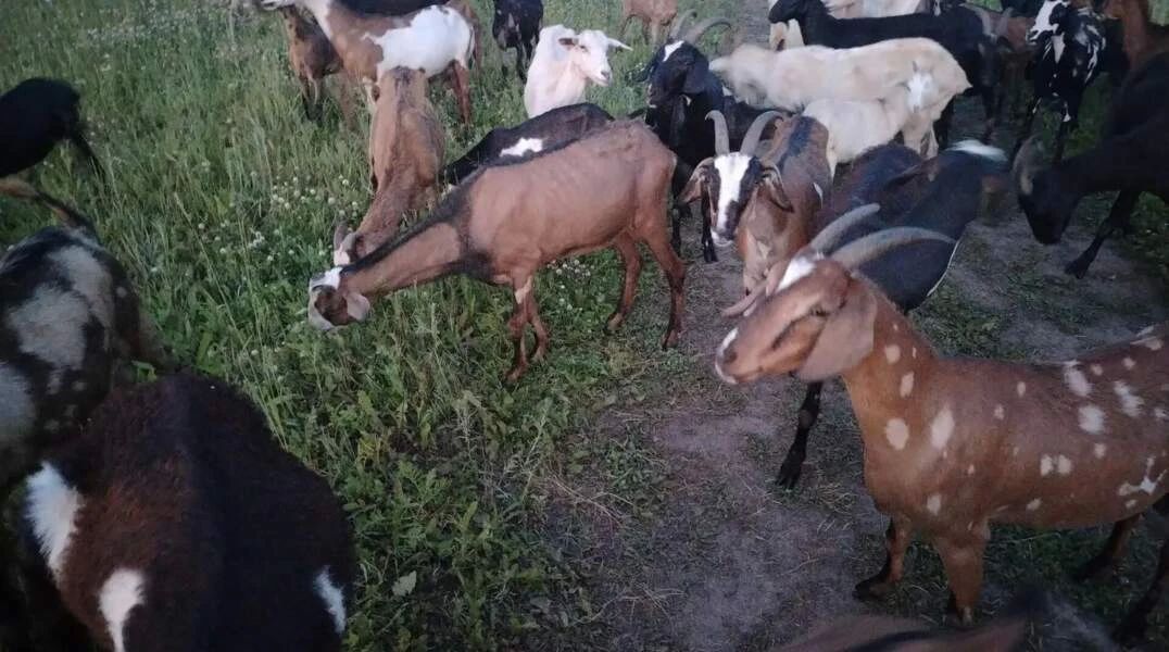 Прикамское село Елово захватили козы и кролики