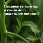 Когда удалять пасынки томатов в конце июля: советы для садоводов