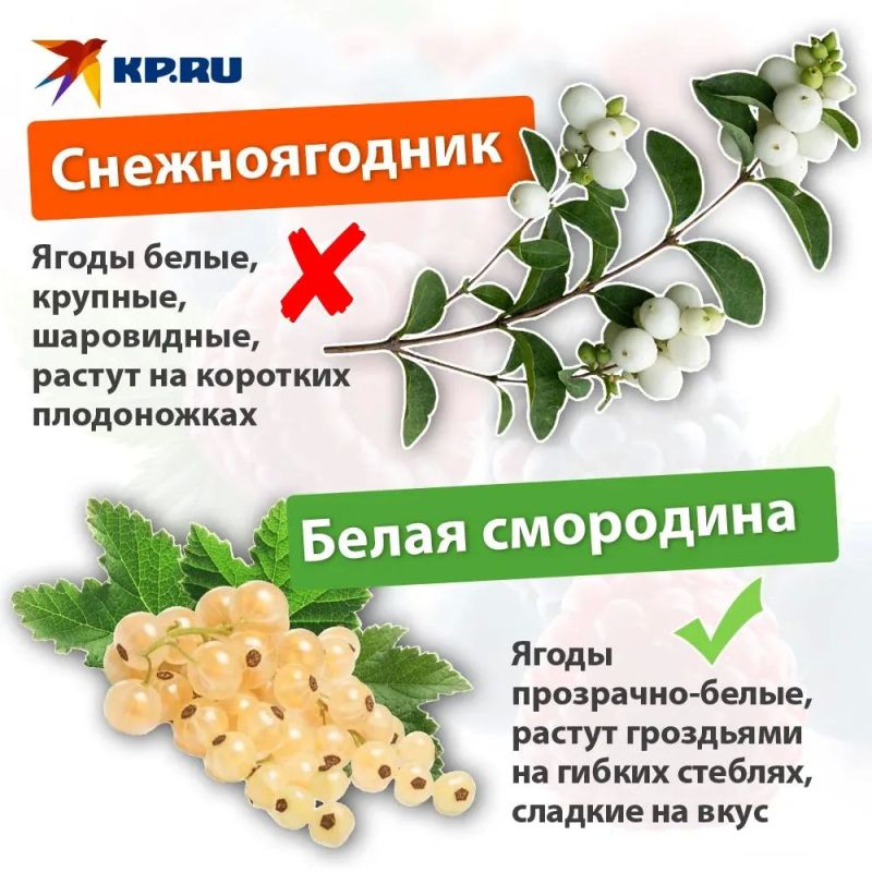 Как отличить съедобные ягоды от смертельно опасных Как отличить съедобные ягоды от смертельно опасных