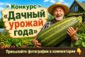 Проводим конкурс «Дачный урожай года»!