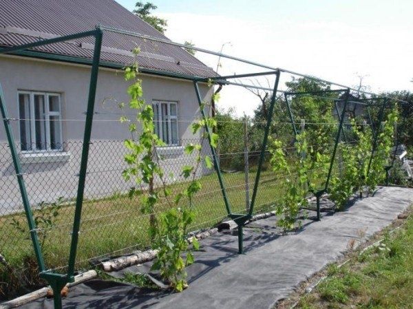 Секреты успешной посадки винограда