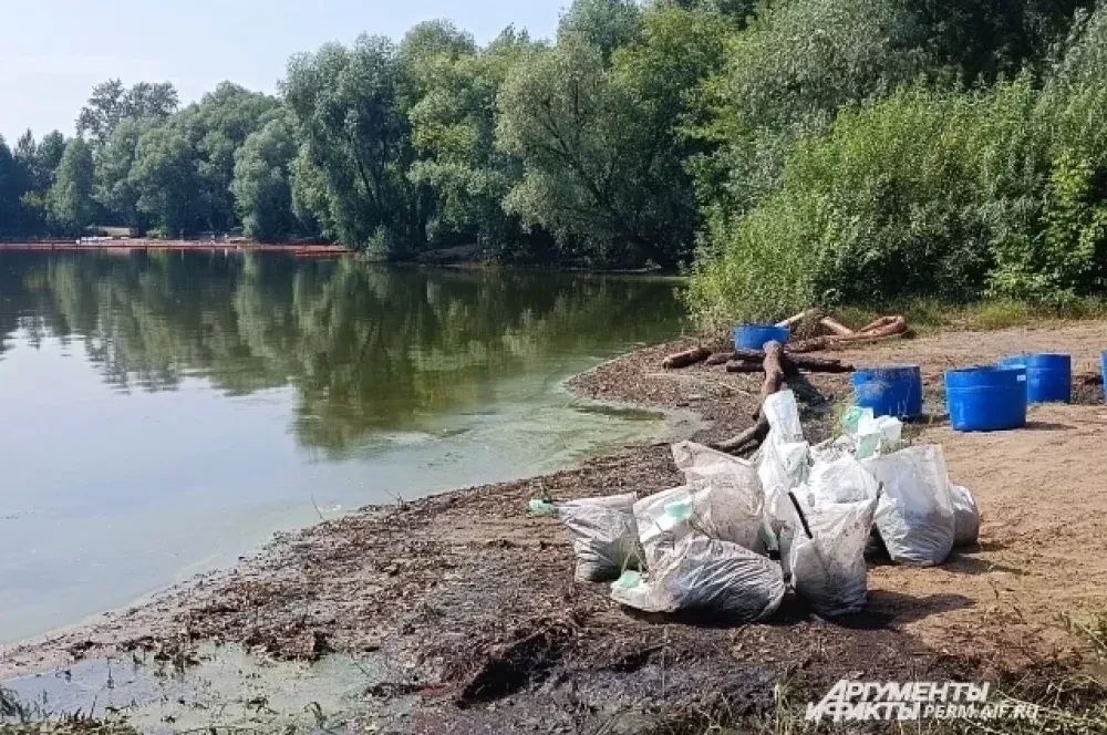 Как в Перми спасают птиц и очищают берег Мулянки от нефтепродуктов Как в Перми спасают птиц и очищают берег Мулянки от нефтепродуктов