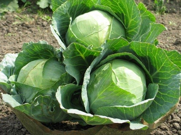 Капуста Атрия: секреты урожайности и вкуса