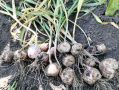 Миф о чесноке с четырьмя зубками: правда или выдумка?