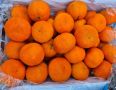 В Оренбург прибыли опасные мандарины с белокрылкой из Китая
