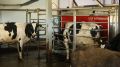 «Колхоз Совет» в Коми-Пермяцком округе нарастил производство молока благодаря господдержке