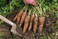 Секреты сбора моркови и свеклы: когда и как сохранить урожай до весны