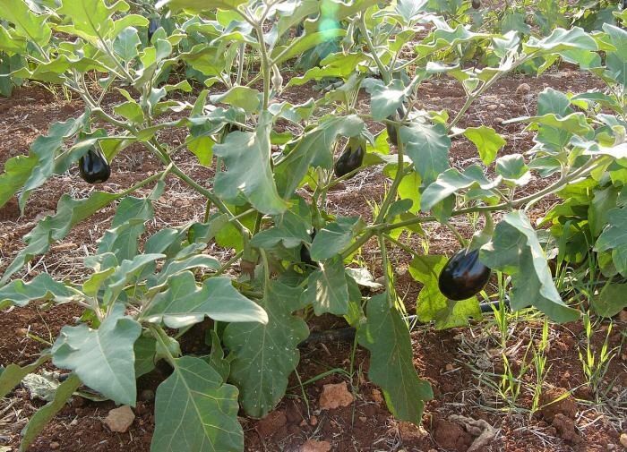Секреты успешного полива баклажанов: как добиться щедрого урожая