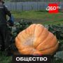 Тыкву весом почти 500 кг вырастил осужденный в Кировской колонии