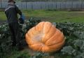 Вот такую тыкву весом почти 500 килограмм вырастил осужденный в кировской колонии – рассказываем необычную историю, как это произошло: