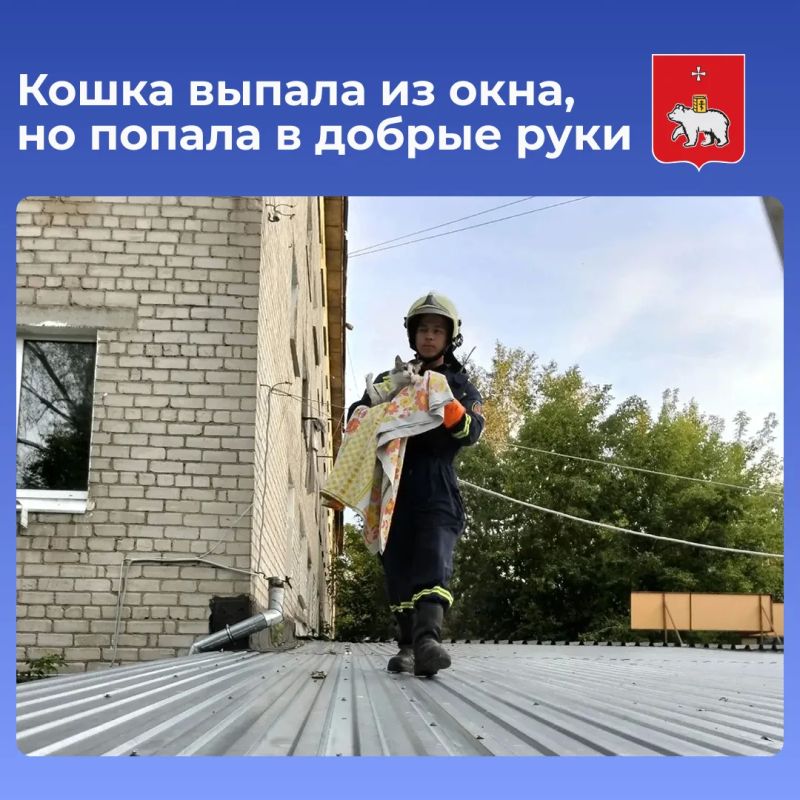 Пермским спасателям поступило сообщение от женщины: ее питомец выпал из окна и упал на крышу кафе