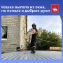 Пермским спасателям поступило сообщение от женщины: ее питомец выпал из окна и упал на крышу кафе