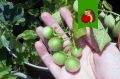 Ягоды на картофеле: что с ними делать?
