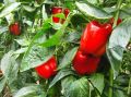 Почему болгарский перец горчит и как это исправить?