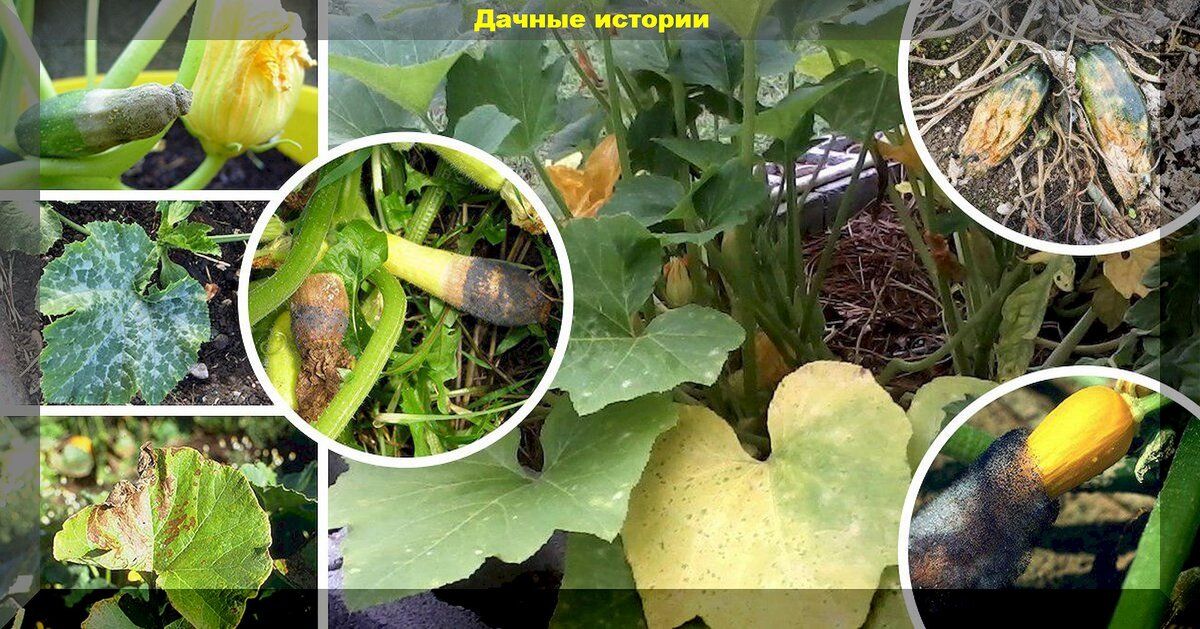 Секреты успешного выращивания кабачков: от насаждений до стола