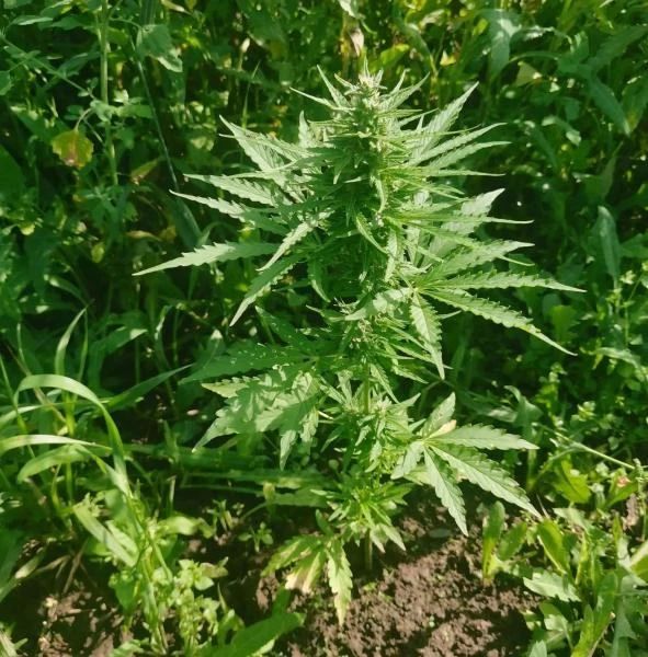 Кусты конопли и марихуану изъяли полицейские у жителя Оханского муниципального округа Кусты конопли и марихуану изъяли полицейские у жителя Оханского муниципального округа